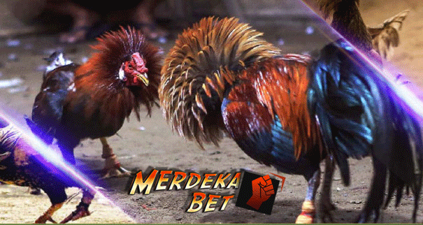 Agen Judi Sabung Ayam Online S128 Terpercaya